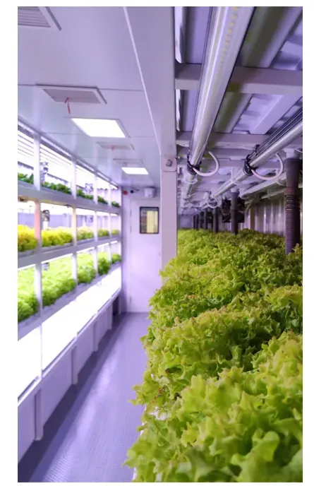 Container Soilless Cultivation2