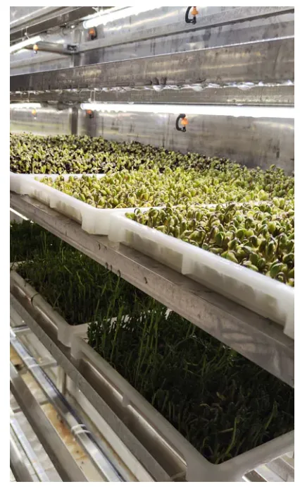 Container Soilless Cultivation3